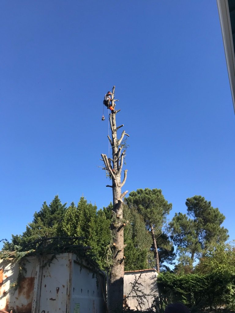 Élagueur redescendant en rappel d'un grand conifère démonté à Bordeaux