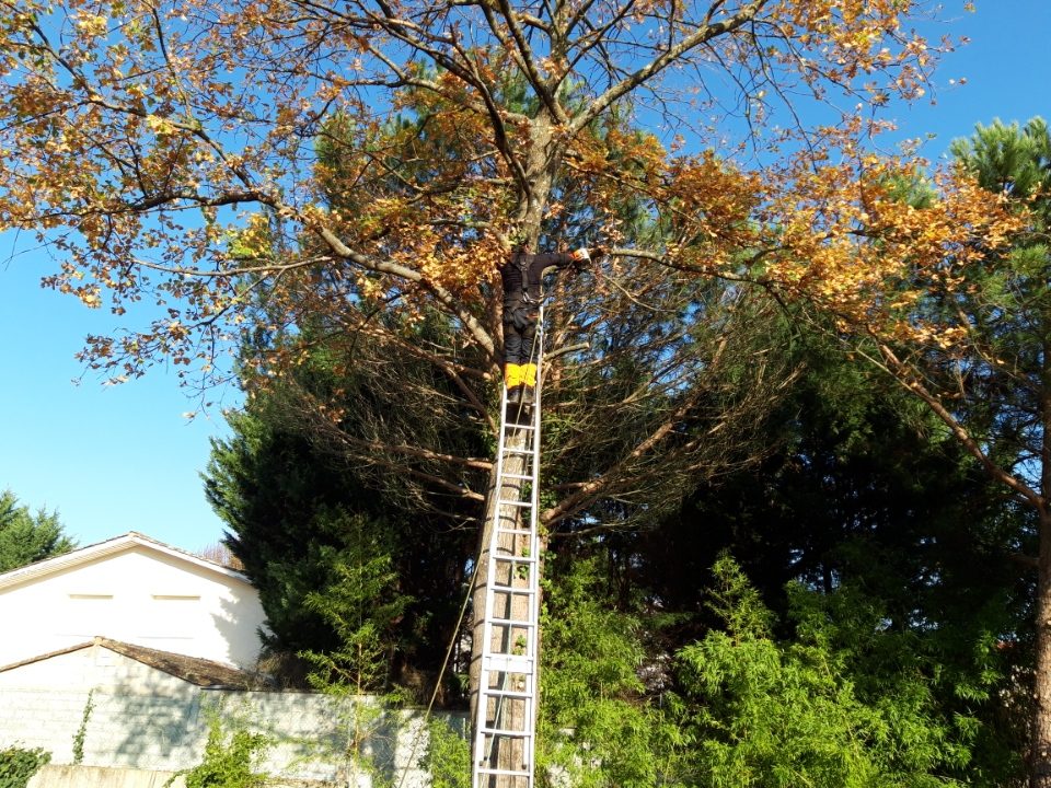 Élagage d'un chêne en automne à l'échelle en Gironde