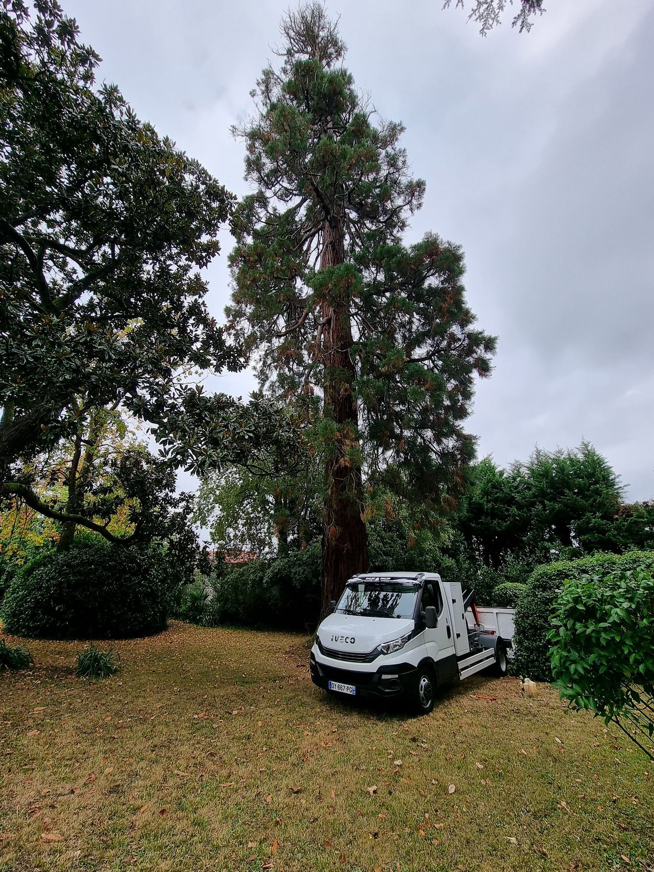 Séquoia géant élagué avec camion-benne sur place en Gironde