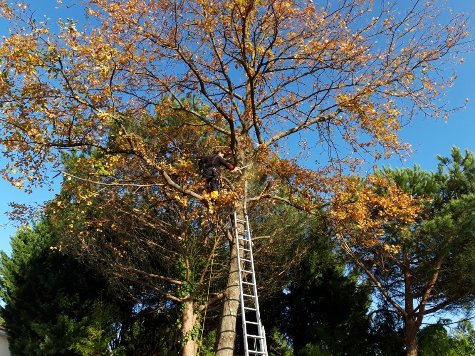 Élagueur à l'échelle taillant un chêne en automne près de Langon