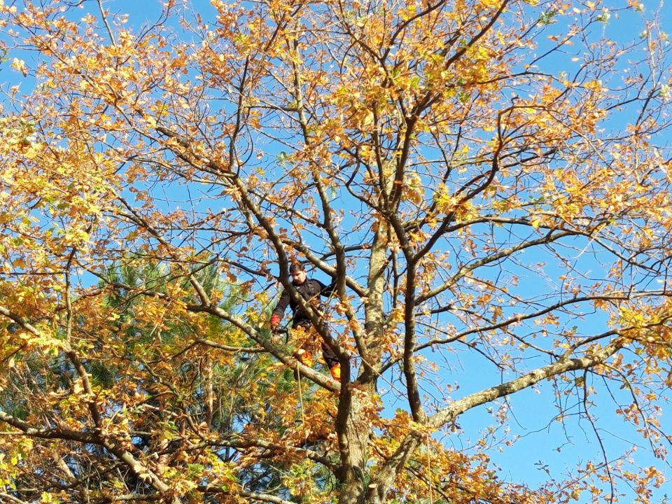Élagueur en cordage au cœur d'un chêne en feuillage d'automne à Bordeaux